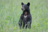 "Black Bear standing"